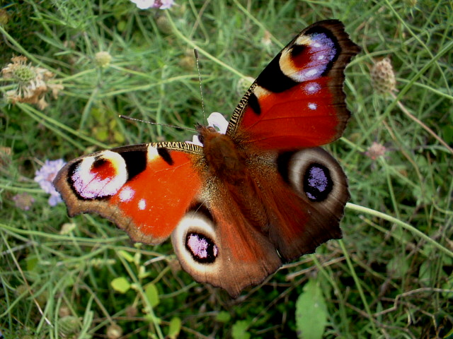 Aglais io